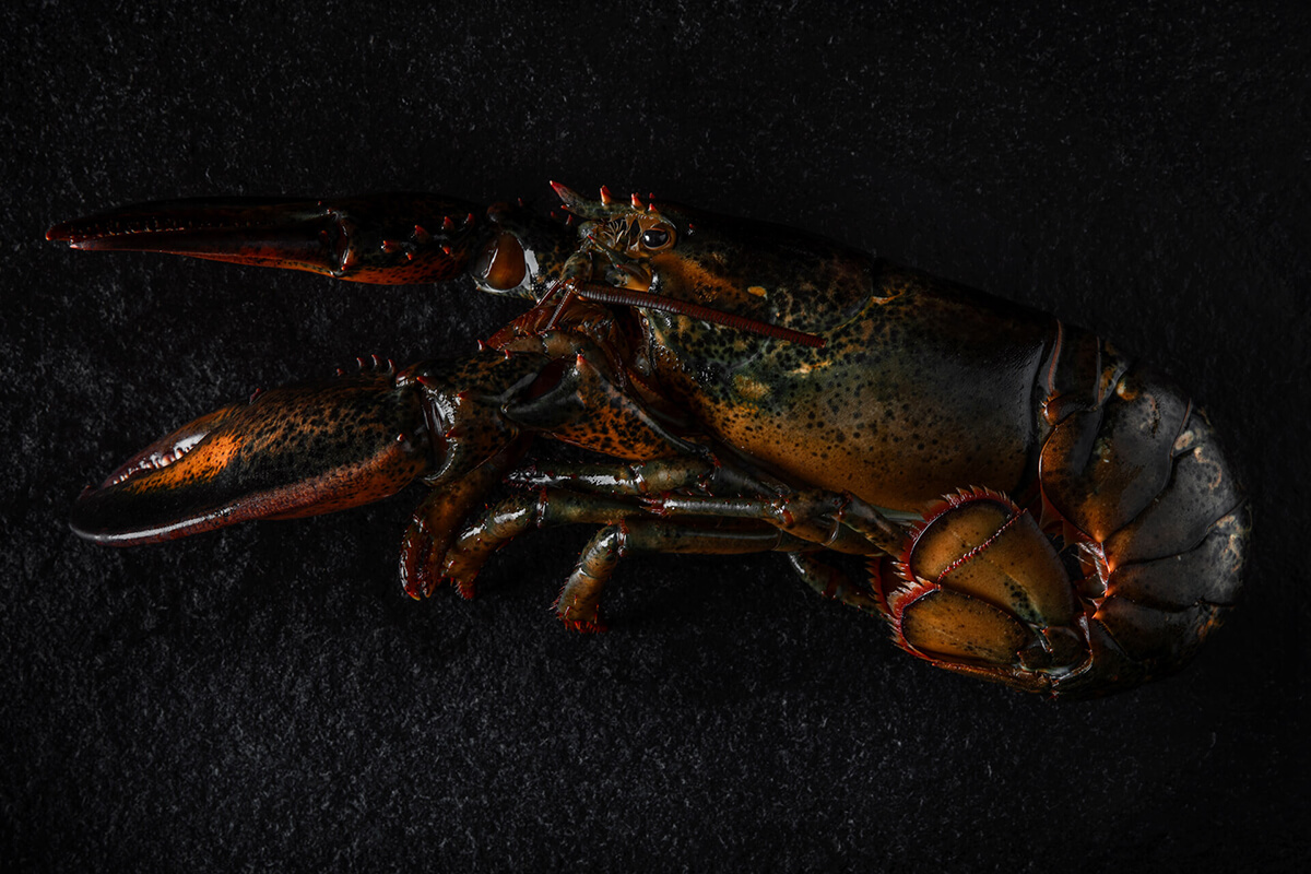 NCH-lobster