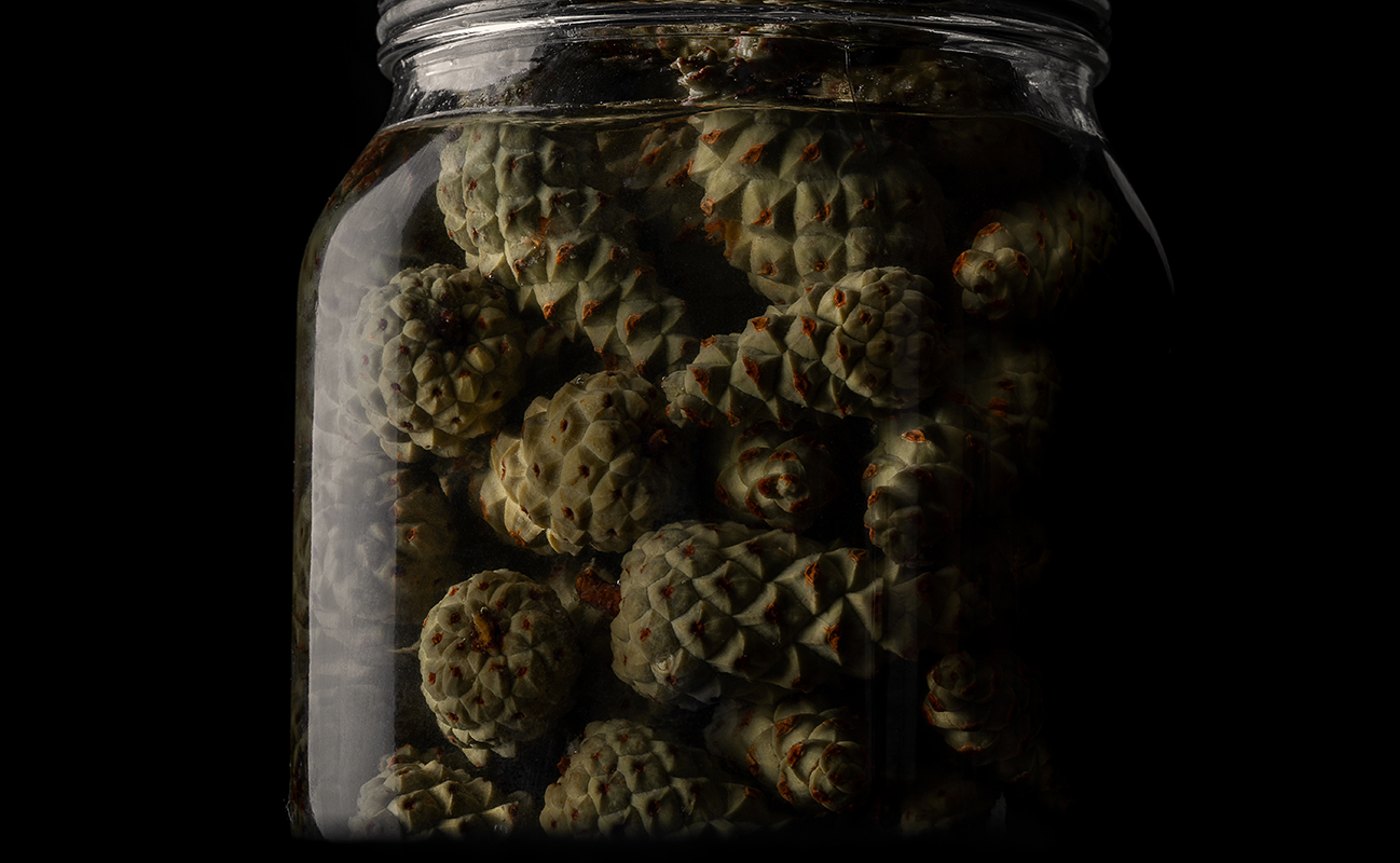 nch-pine-cones